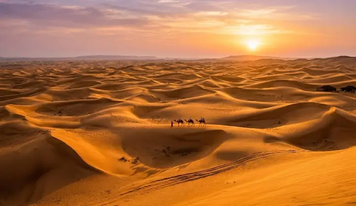 Distant camels crossing golden sand dunes at sunrise, Abu Dhabi desert.