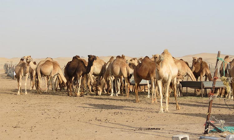 Liwa Overnight Desert Safari