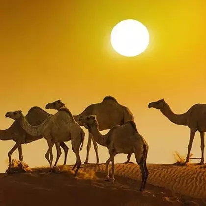 Liwa Overnight Desert Safari from Abu Dhabi