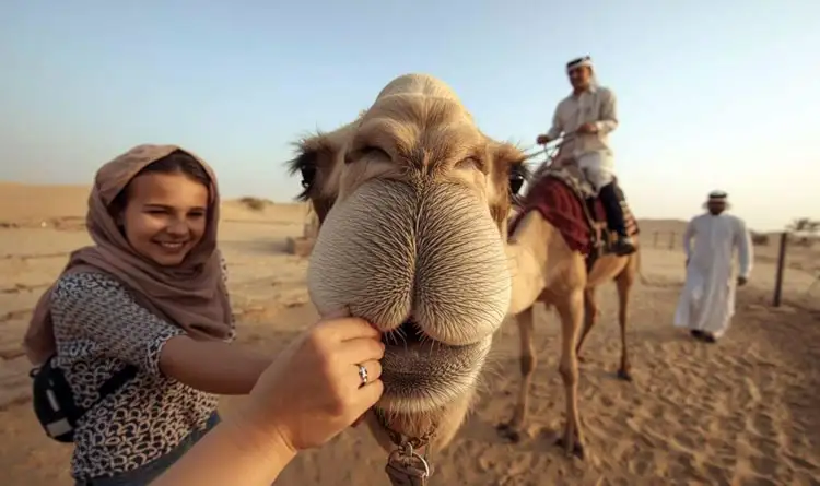 A traveler interacting with a camel at a traditional camel farm in Abu Dhabi, with a beautiful desert backdrop.